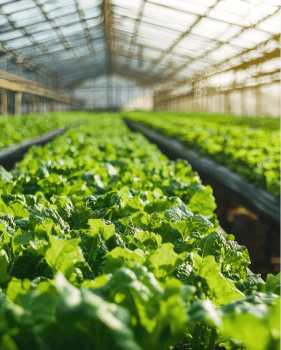 Nairobi Urban Greenhouse Hub